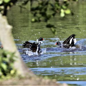 Common Moorhen