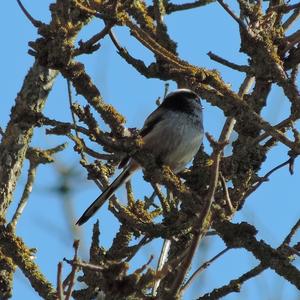 Long-tailed Tit