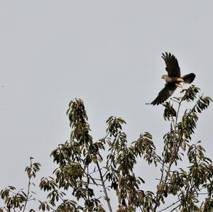 Common Kestrel