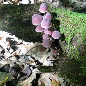 Bleeding Mycena