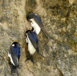 Northern House-martin