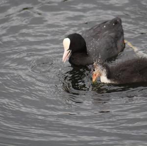 Common Coot