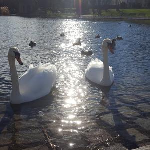 Mute Swan