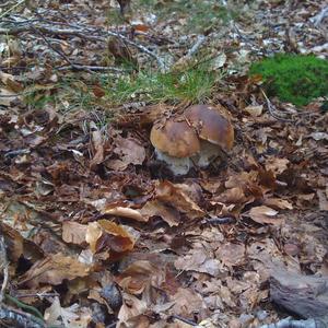 King Bolete