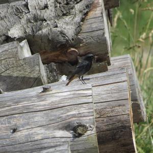 Black Redstart