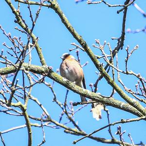 Eurasian Linnet