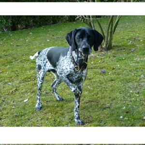 Pointer (German Shorthaired)