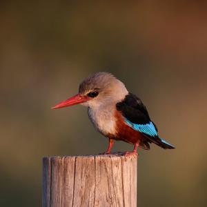 Grey-headed Kingfisher