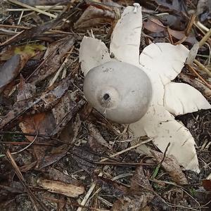 Collared Earthstar