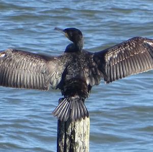 Great Cormorant