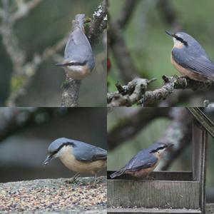 Wood Nuthatch