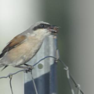 Red-backed Shrike