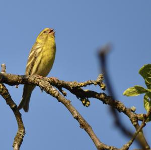 European Serin