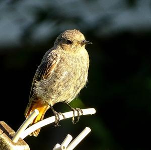 Black Redstart