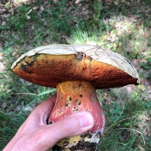 Satan`s Bolete