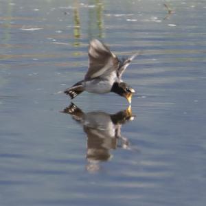 Barn Swallow