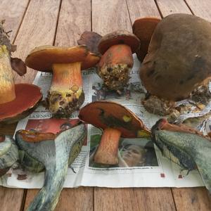 Dotted-stem Bolete