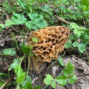 Yellow Morel