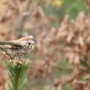 Common Kestrel