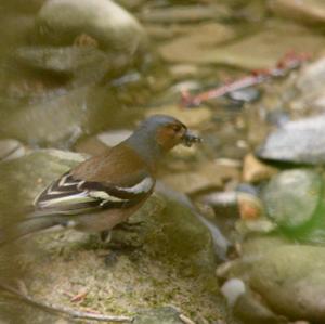 Eurasian Chaffinch