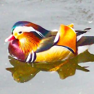 Mandarin Duck