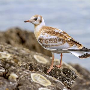 Black-headed Gull