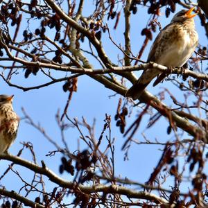 Fieldfare