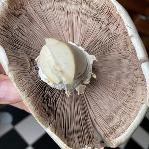 Horse Mushroom