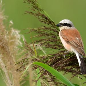 Red-backed Shrike