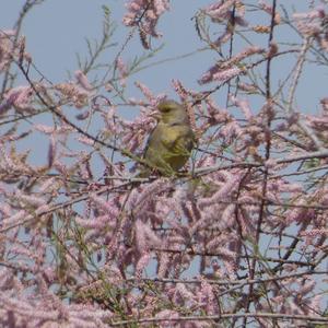 European Greenfinch