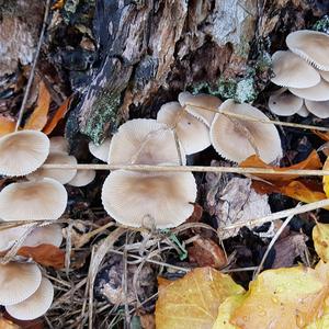 Mycena, Common