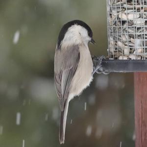 Willow Tit