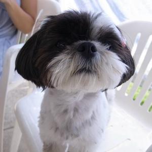 Shih Tzu