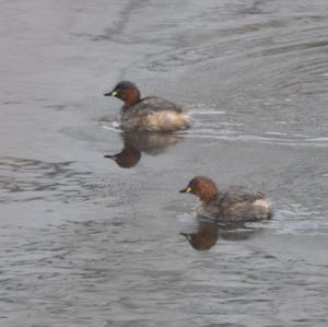 Little Grebe