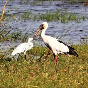 Asian Openbill