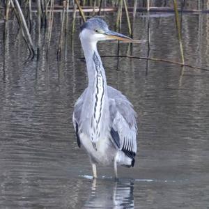 Grey Heron