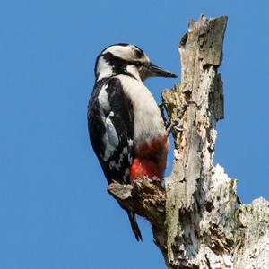 Great Spotted Woodpecker