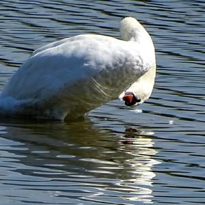 Mute Swan