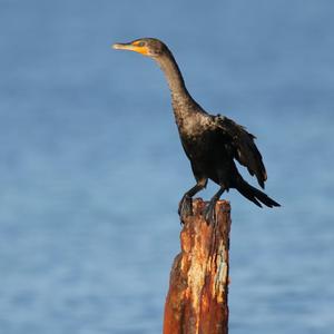 Double-crested Cormorant