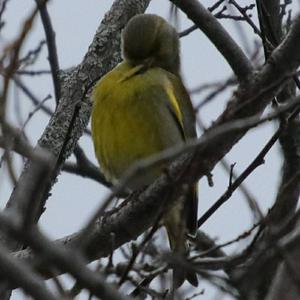 European Greenfinch