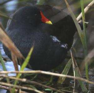 Common Moorhen