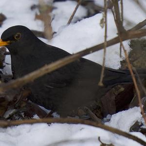 Eurasian Blackbird