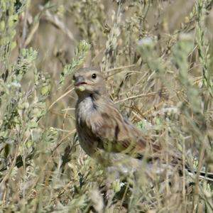 Eurasian Linnet