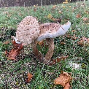 Parasol Mushroom