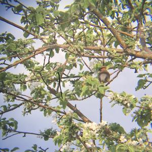 Cedar Waxwing