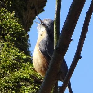 Wood Nuthatch