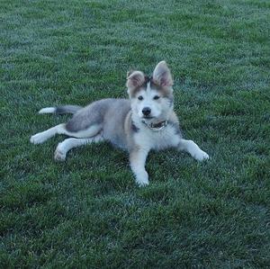 Alaskan Malamute