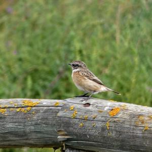 European stonechat