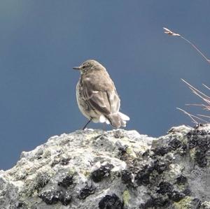 Water Pipit