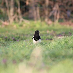 Black-billed Magpie